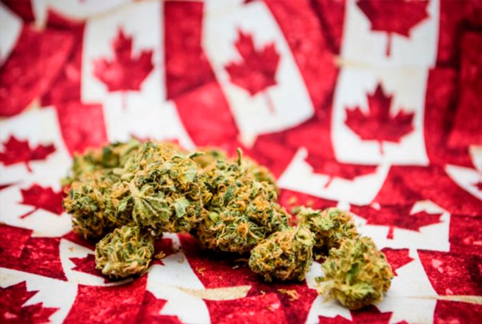 Por fin! Canadá Legalizó la Marihuana